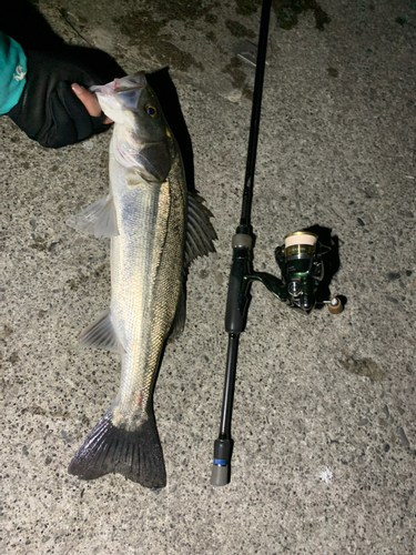 スズキの釣果