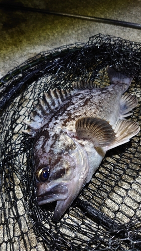 クロソイの釣果