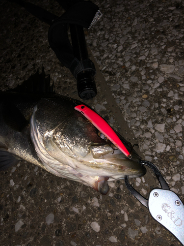 シーバスの釣果