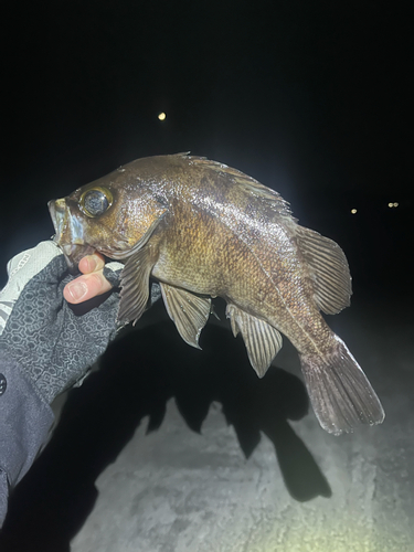 シロメバルの釣果