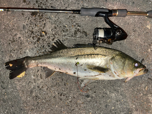 シーバスの釣果