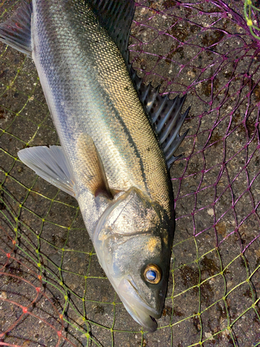 タイリクスズキの釣果