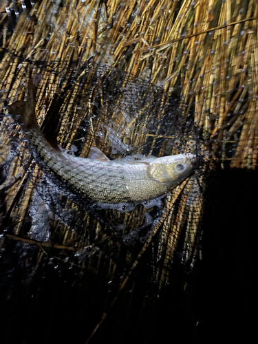 マルタウグイの釣果