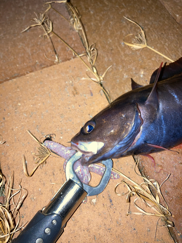 ドンコの釣果