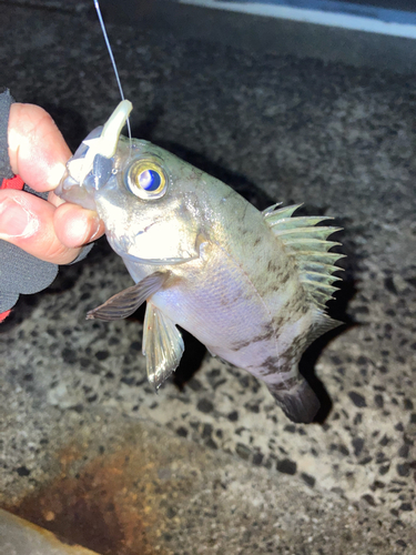 シロメバルの釣果