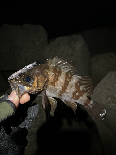 メバルの釣果