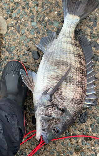 チヌの釣果