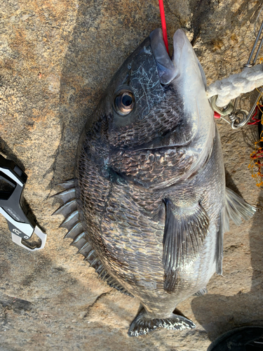 チヌの釣果