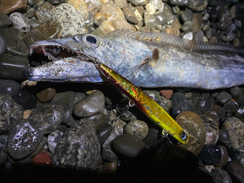 タチウオの釣果