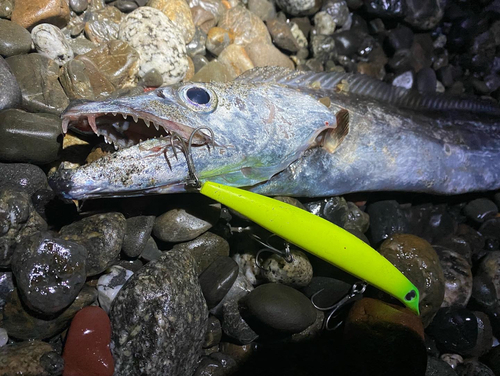 タチウオの釣果