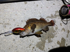 エゾメバルの釣果