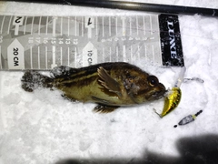 シマソイの釣果