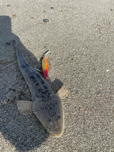 マゴチの釣果