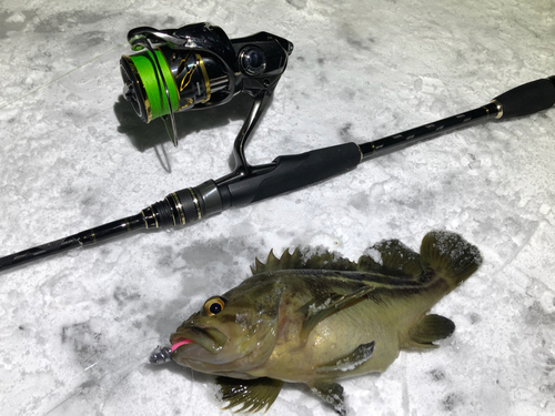 シマゾイの釣果