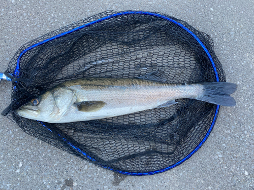 フッコ（マルスズキ）の釣果