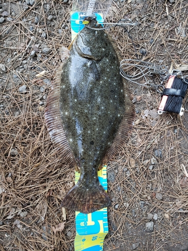 ヒラメの釣果