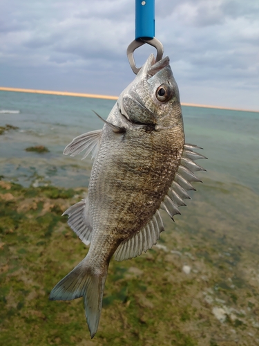 釣果