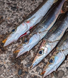 アカカマスの釣果