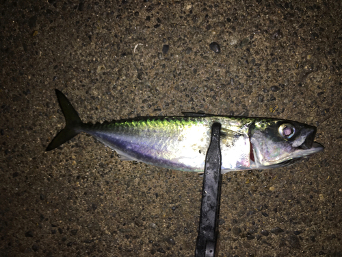 サバの釣果