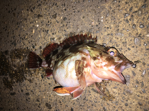 カサゴの釣果