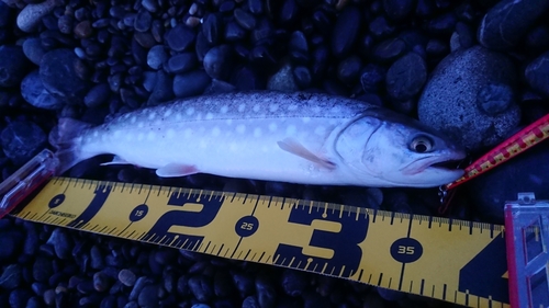 アメマスの釣果