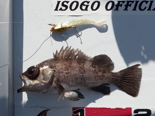 クロメバルの釣果