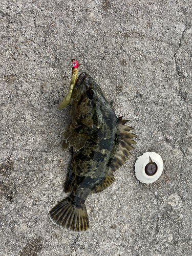 タケノコメバルの釣果