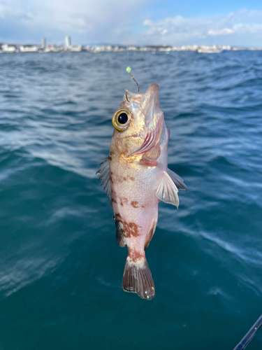 メバルの釣果