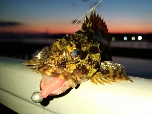 カサゴの釣果