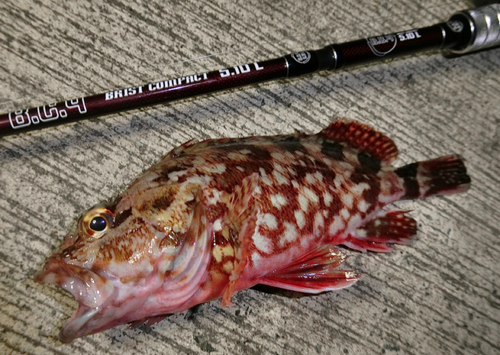 カサゴの釣果