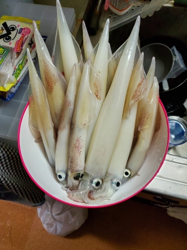 ヤリイカの釣果