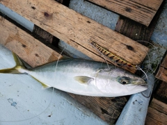 ハマチの釣果