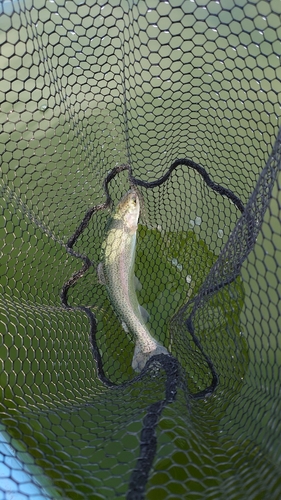 ニジマスの釣果