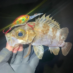 シロメバルの釣果