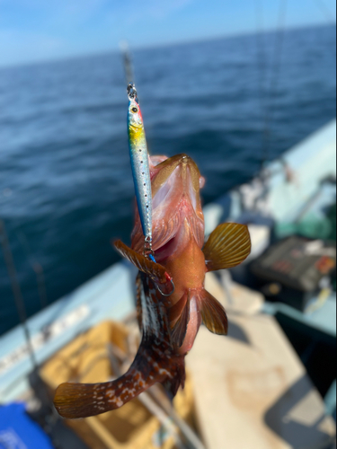 アコウの釣果