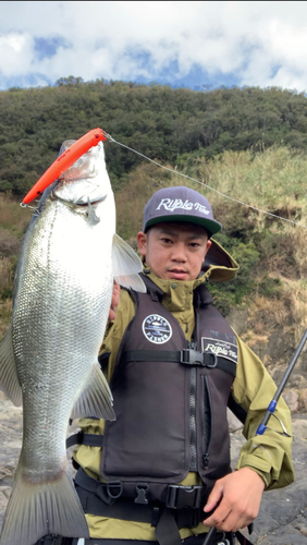 ヒラスズキの釣果