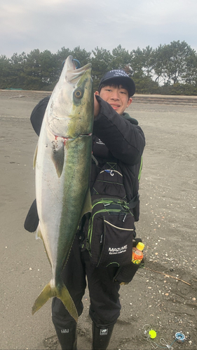 ブリの釣果