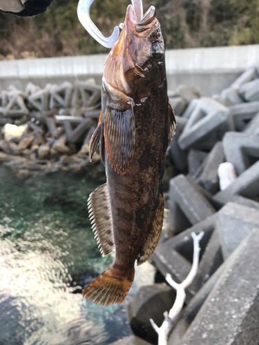 アイナメの釣果