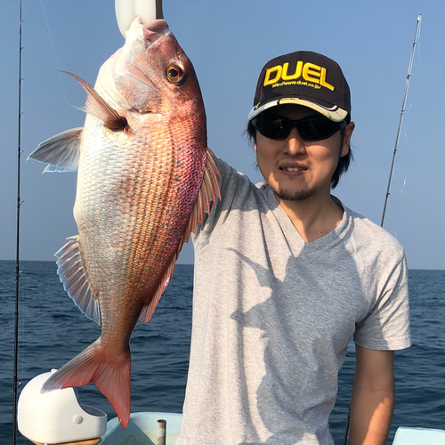 マダイの釣果