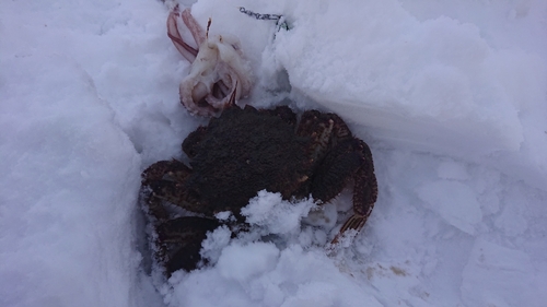 クリガニの釣果