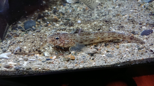 サビハゼの釣果