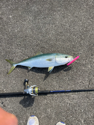 ハマチの釣果