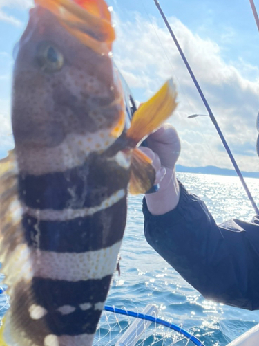 アオハタの釣果