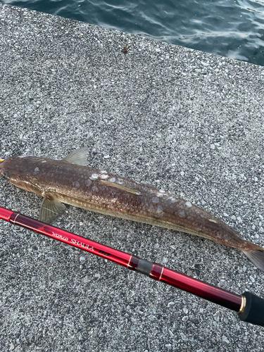 エソの釣果