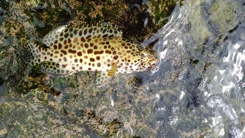 イシミーバイの釣果