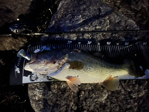 ブラックバスの釣果