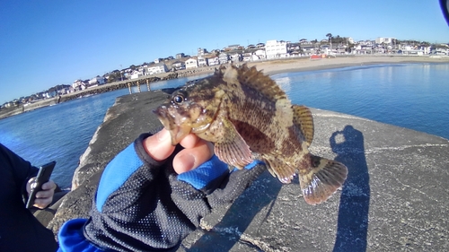 クロソイの釣果