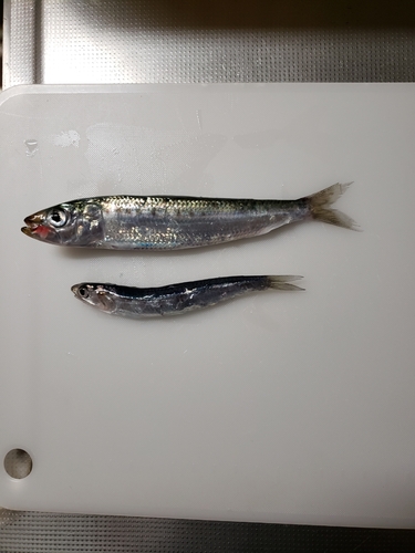 マイワシの釣果