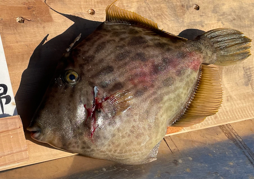 カワハギの釣果