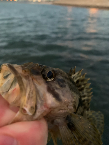 タケノコメバルの釣果